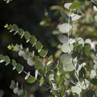 Echinacea Angustifolia Extract