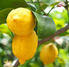 Lemon Oil & Extracts,