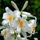 Lilium Candidum Bulb & Flower Extract