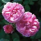 Rose Extract (Rosa centifolia)
