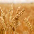 Hydrolyzed Wheat Protein: